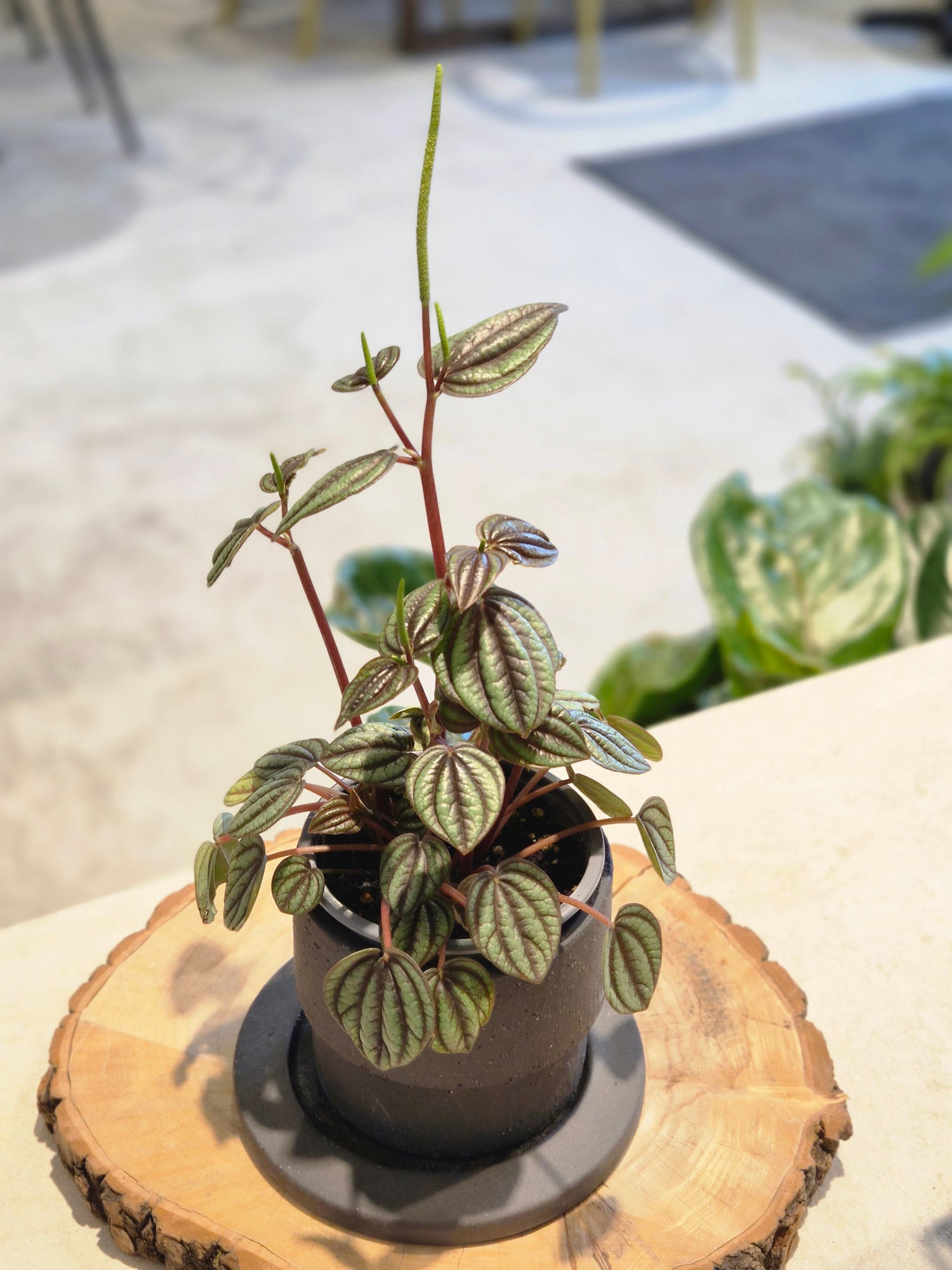 Tiny Peperomia Piccolo Banda