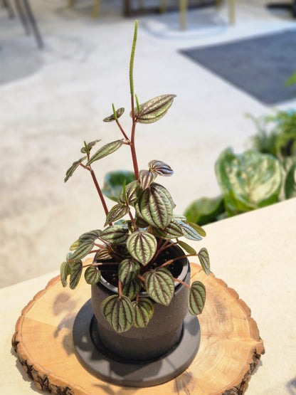 Tiny Peperomia Piccolo Banda