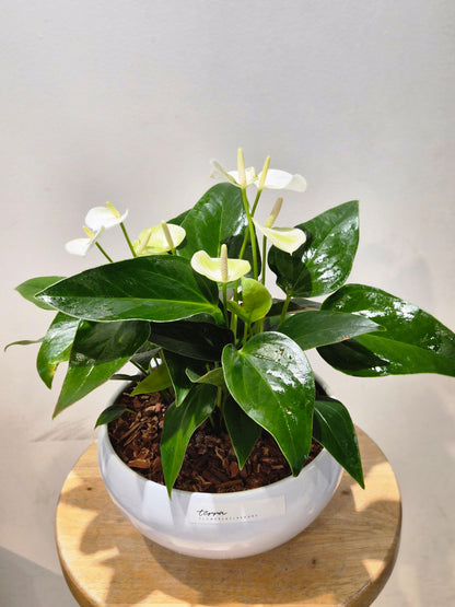 Mini White Anthurium Bowl