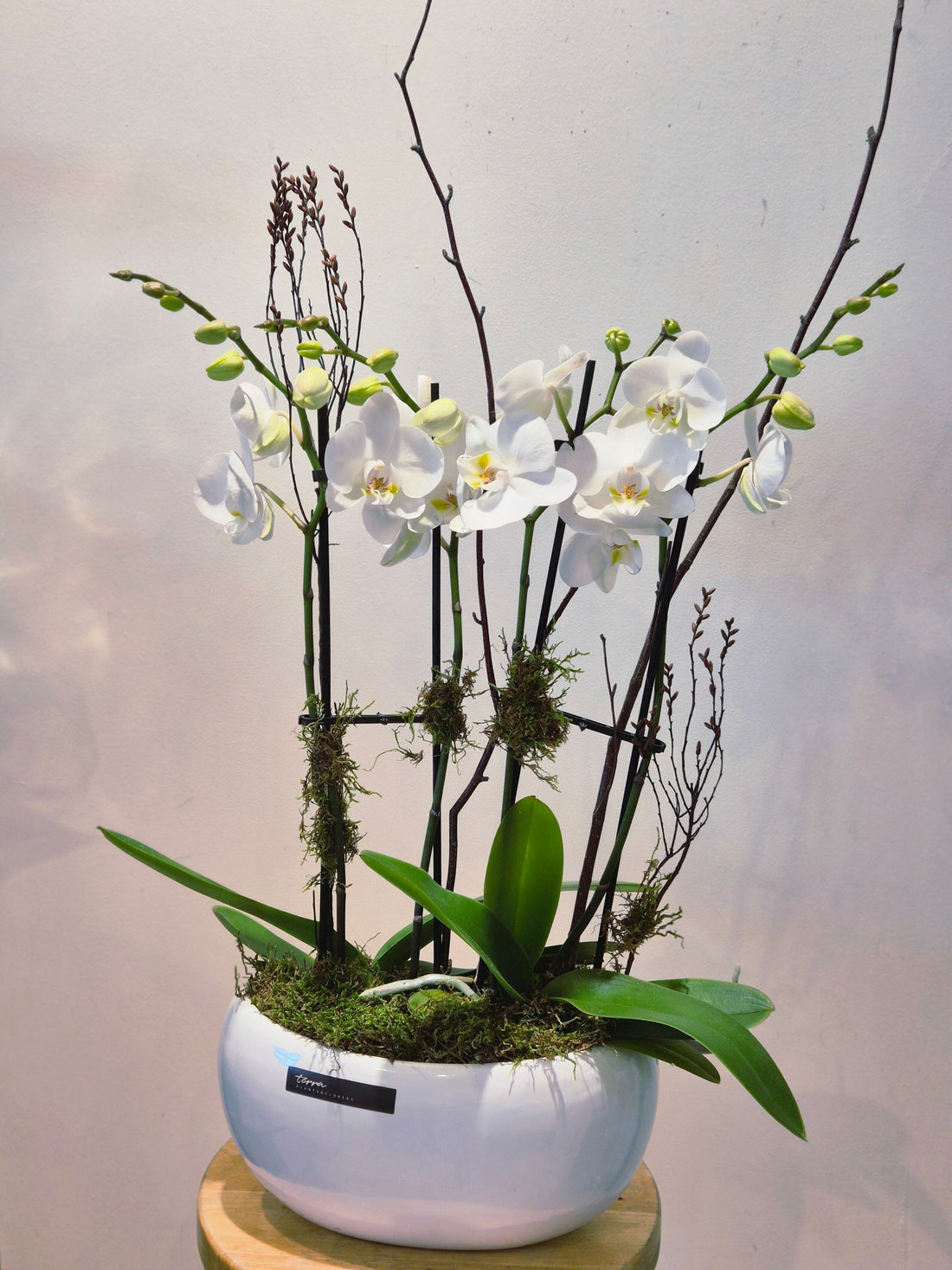 Contemporary Orchid Planter