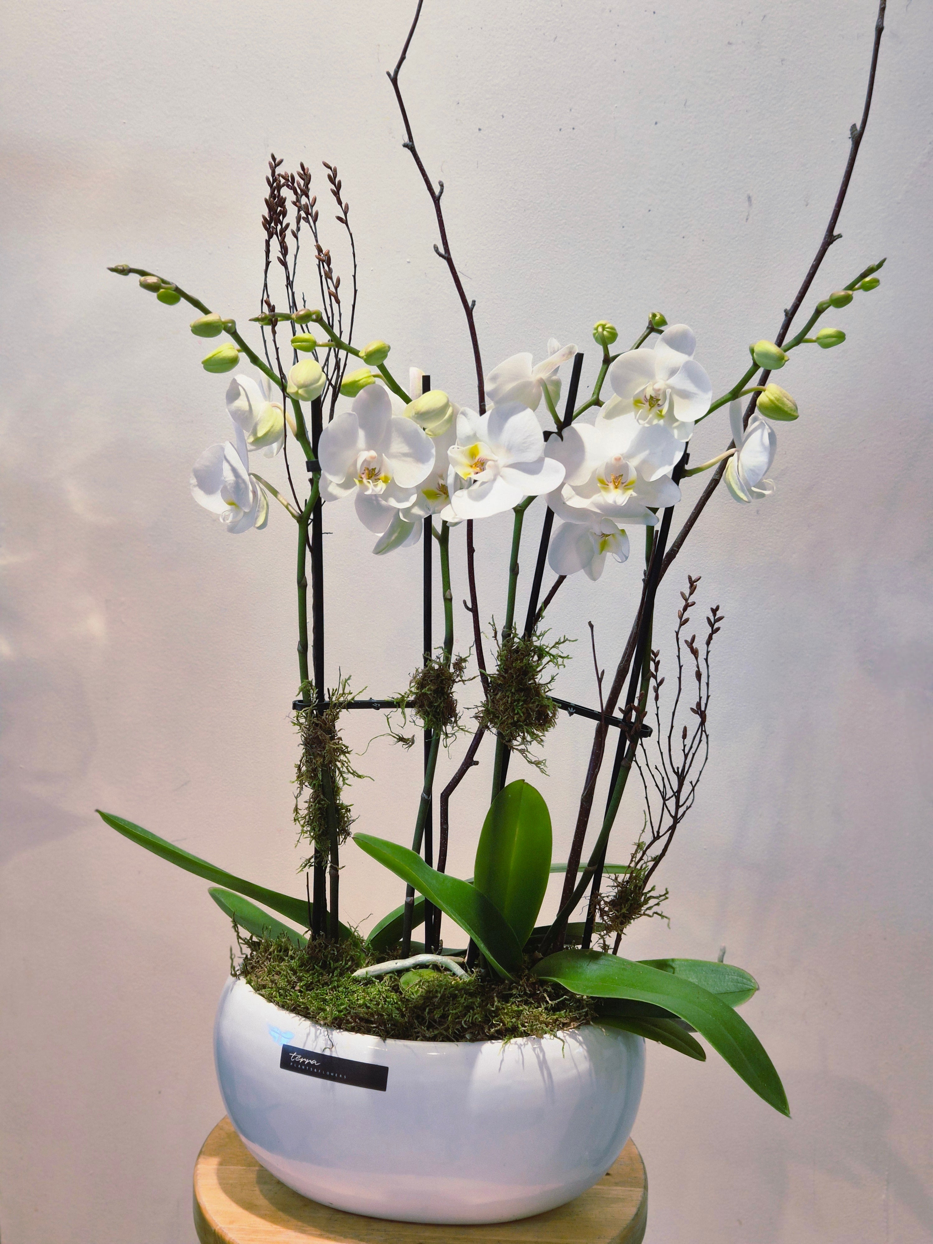 Contemporary Orchid Planter