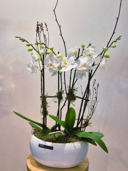 Contemporary Orchid Planter