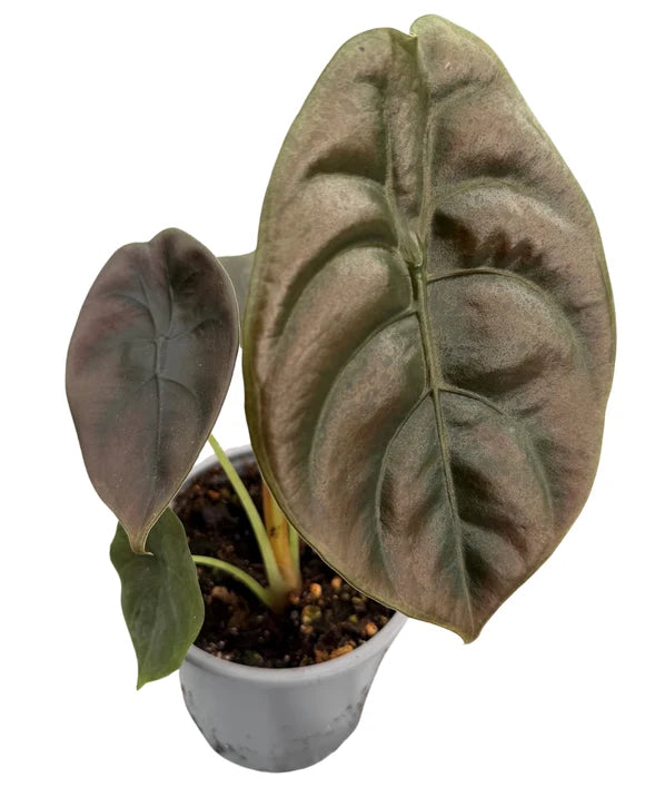 Alocasia Cuprea Red Secret