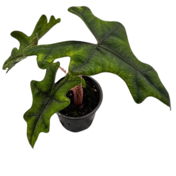 Alocasia Jacklyn