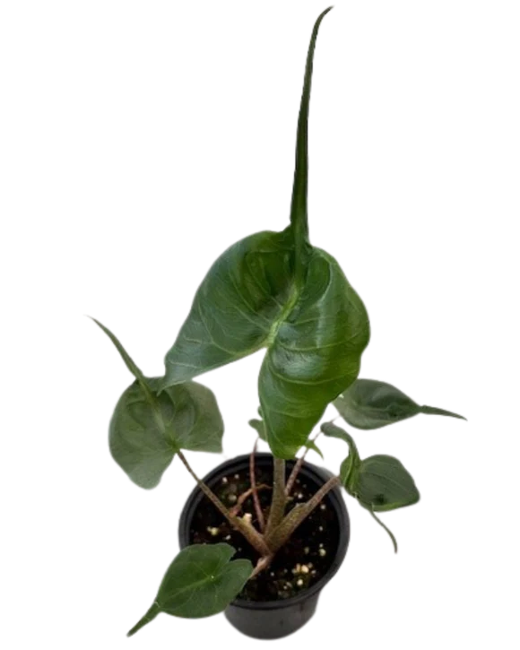 Alocasia Stingray