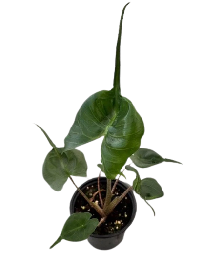 Alocasia Stingray