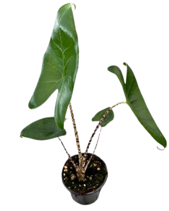 Alocasia Zebrina