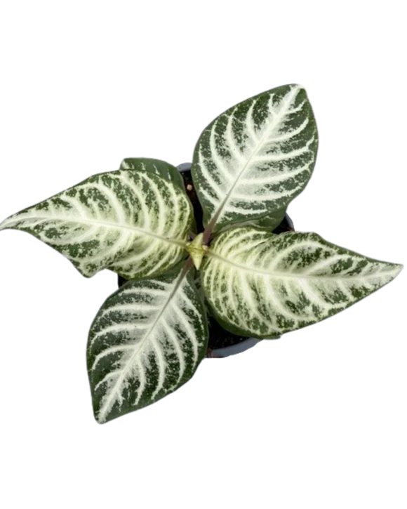 Aphelandria (Zebra Plant)