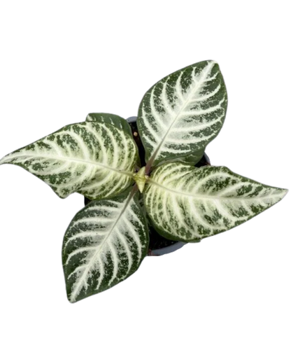 Aphelandria (Zebra Plant)