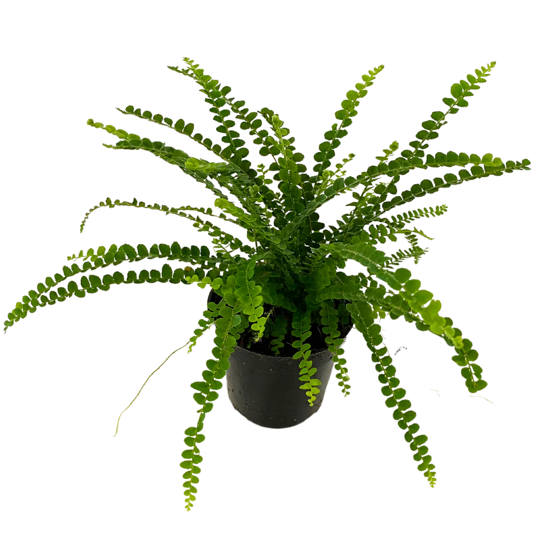 Assorted ferns 4" pot