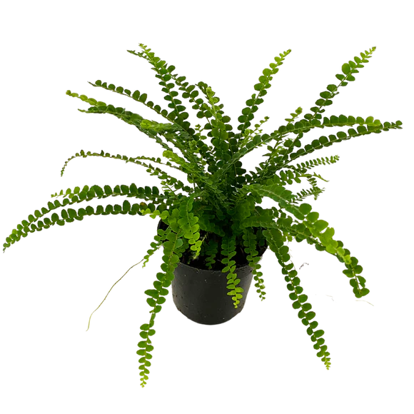 Lemon Button Ferns