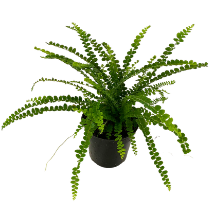 Lemon Button Ferns