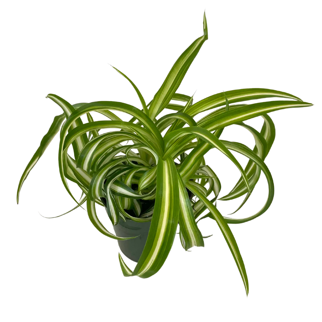 Spider Curly Plants (Various Sizes)