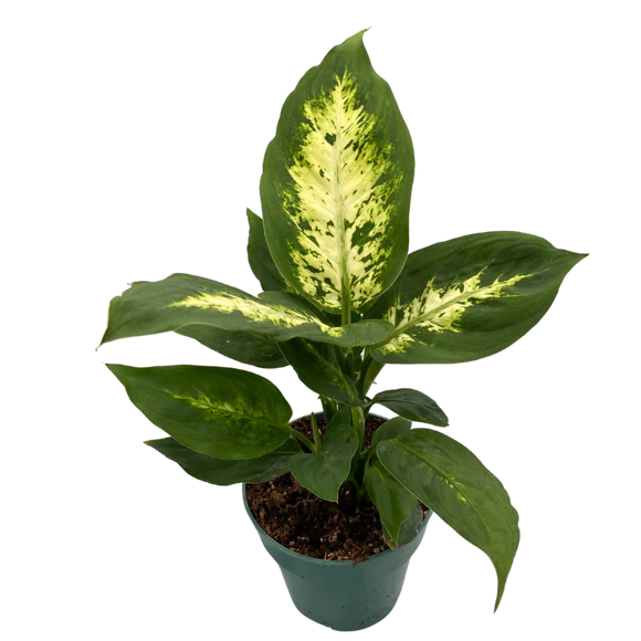 4&quot; Dieffenbachia Compacta