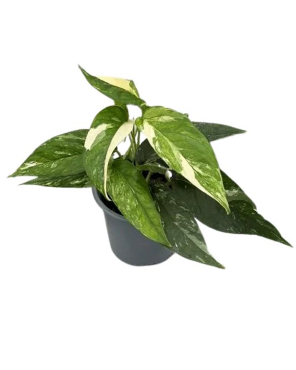 Epipremnum Albo Variegated(4")