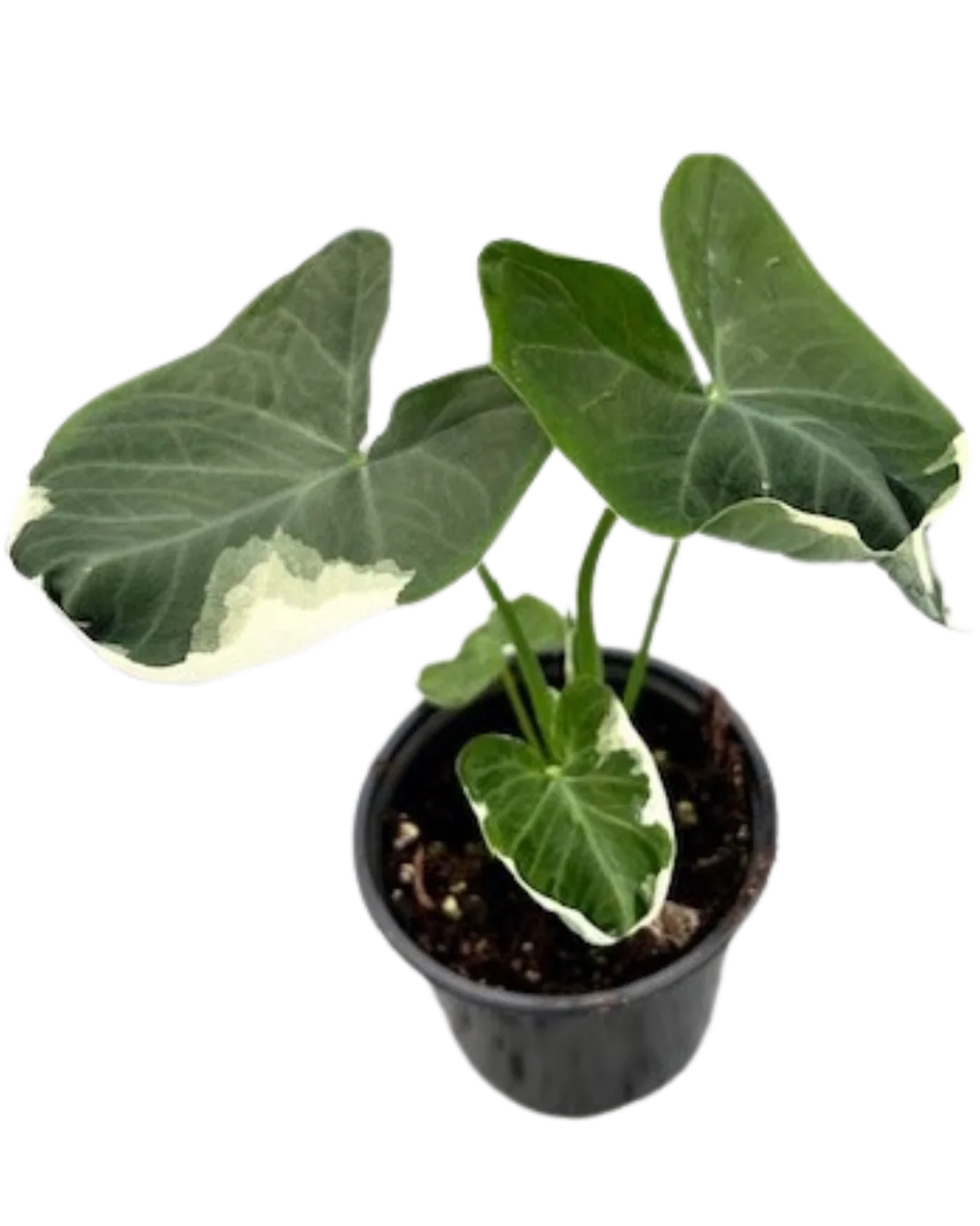 Alocasia Mickey Mouse