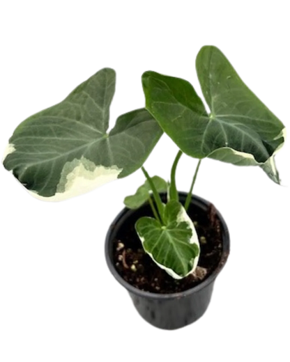 Alocasia Mickey Mouse