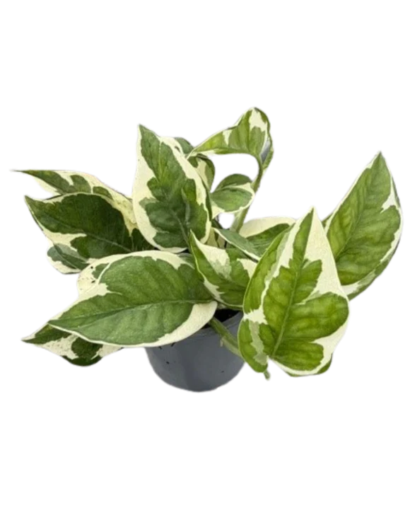 Pothos (Various Sizes)
