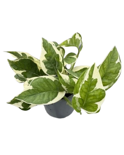 Pothos (Various Sizes)