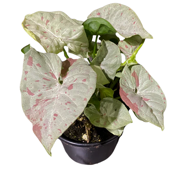 Syngonium Milk Confetti