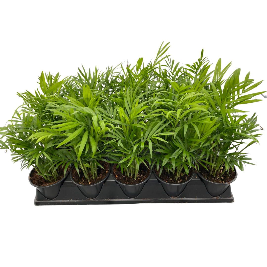 4&quot; Neantha Bella Palm