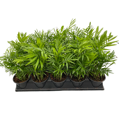 Neantha Bella Palm (4&quot;, 6&quot;)