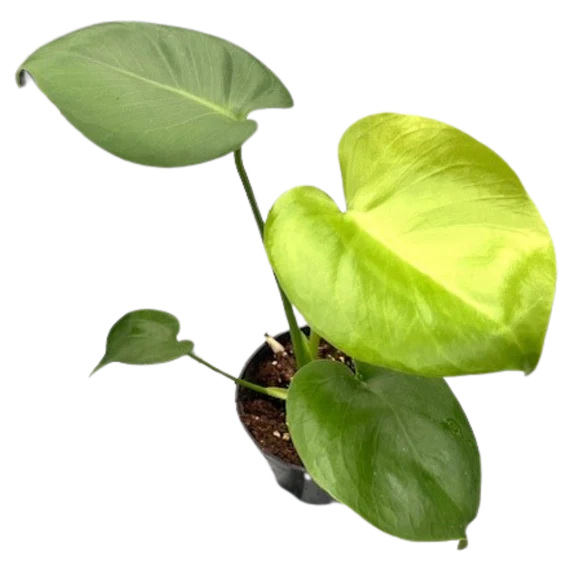 Monstera