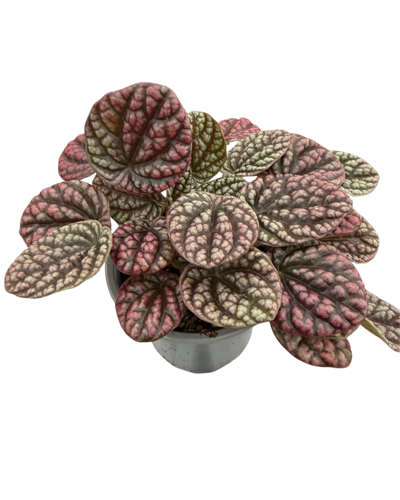 Peperomia Robella