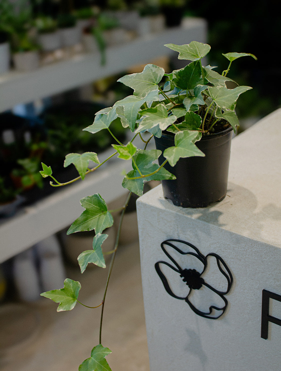 Ivy assorted