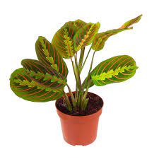4" Maranta Rouge