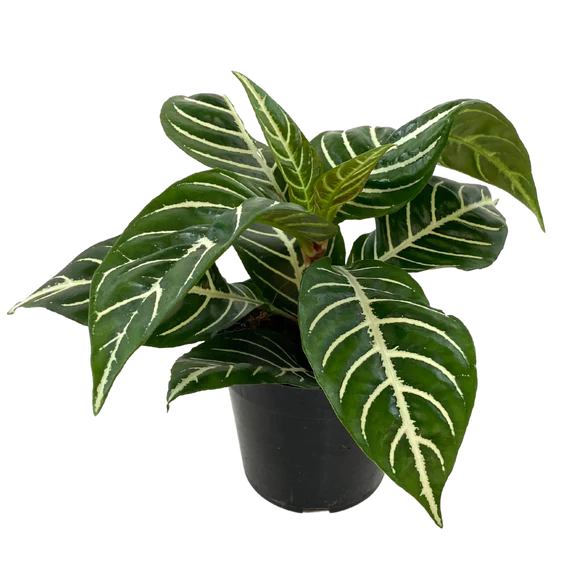 4" Zebra Plant