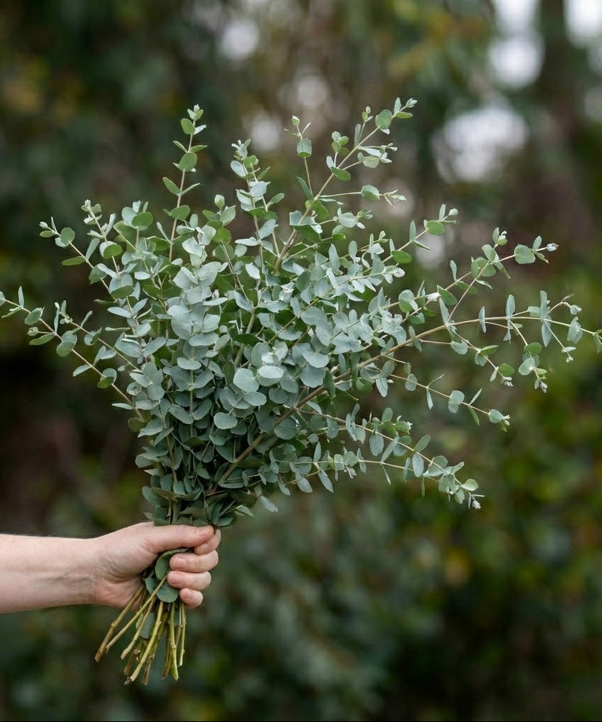 Eucalyptus Gunni