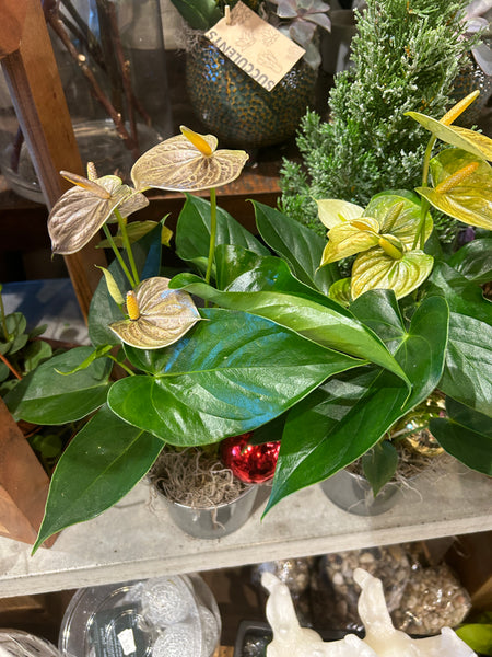 Christmas Anthurium in Silver vase
