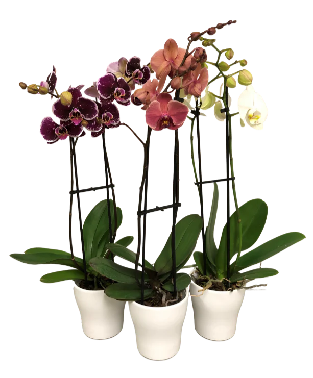5&quot; Double Spike Orchid