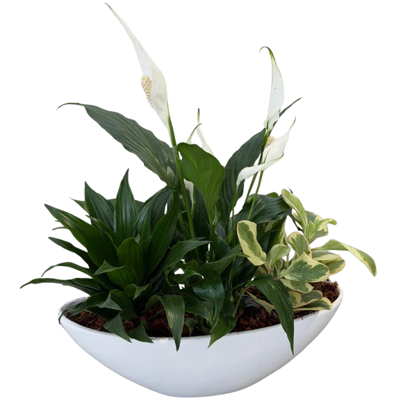 Oval Peace Lily Planter