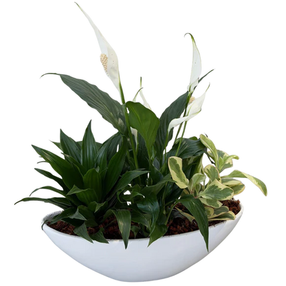 Oval Peace Lily Planter