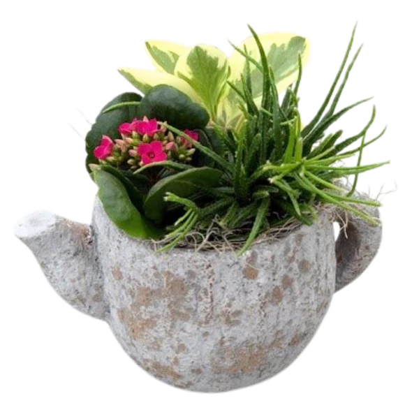 Concrete Mixed Tropical Tea Pot