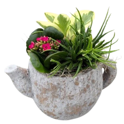 Concrete Mixed Tropical Tea Pot
