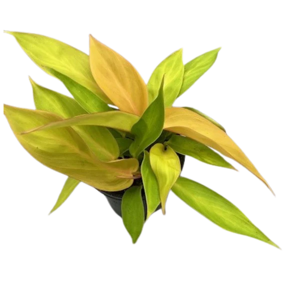 10&quot; Pot Philodendron Prince of Orange