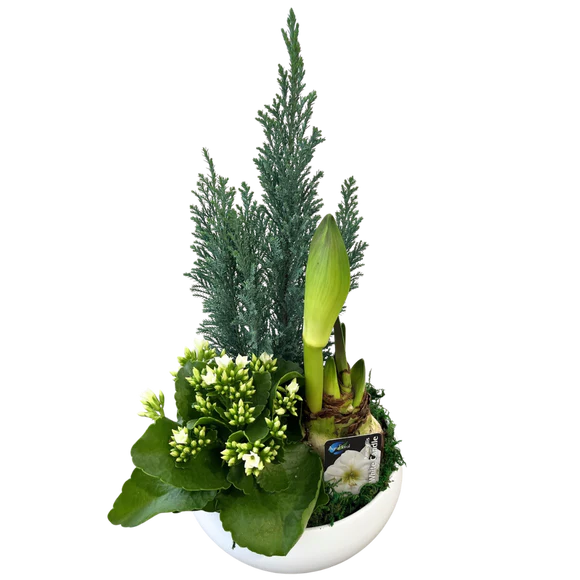 Christmas Short Round Amaryllis Planter White
