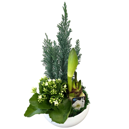 Christmas Short Round Amaryllis Planter White