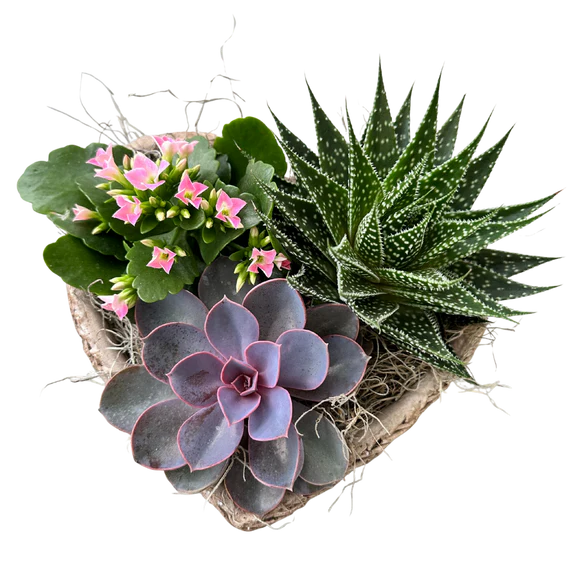 Succulent Basket Stone Heart