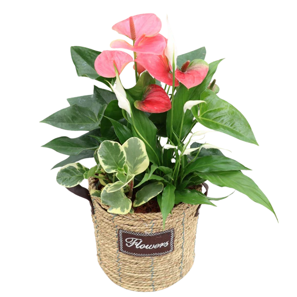 Anthurium Mix Flowers Wicker