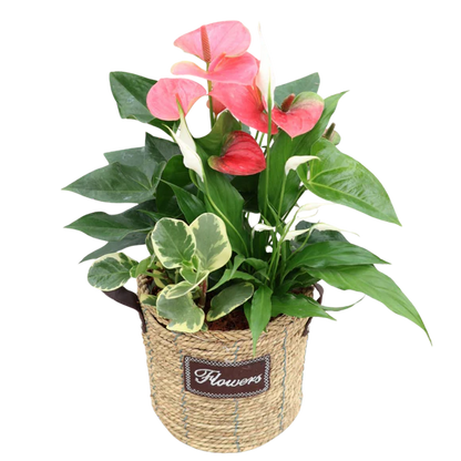 Anthurium Mix Flowers Wicker