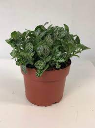Tiny Fittonia Assorted