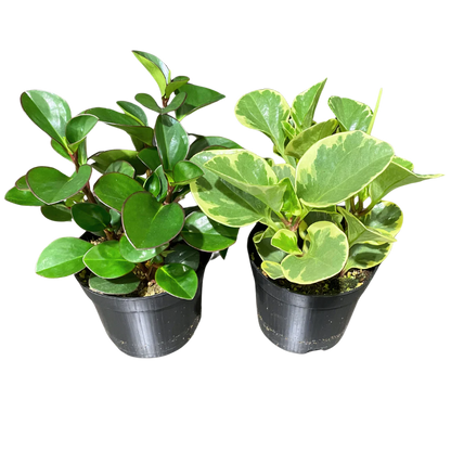 Peperomia Plants