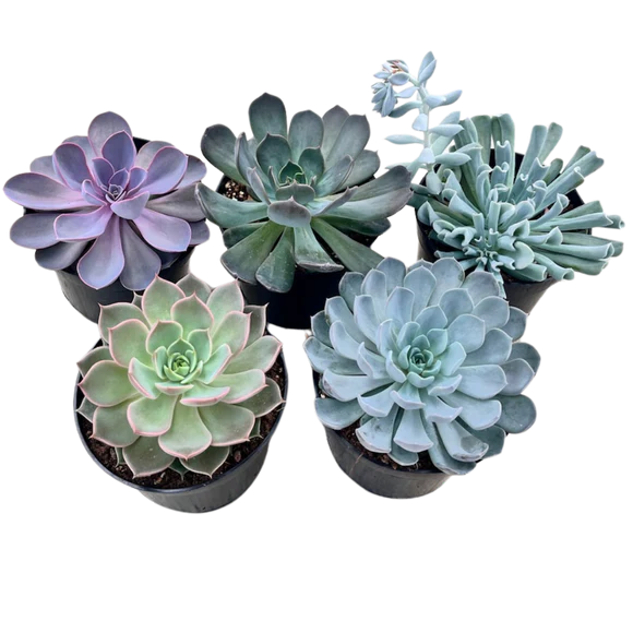 Echeveria