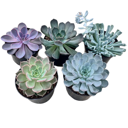 Echeveria