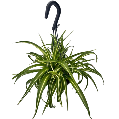 Spider Plants (Various Sizes)
