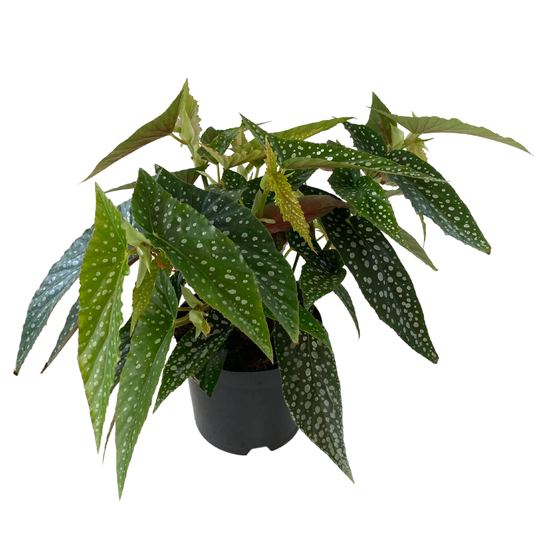 6&quot; Begonia Maculata White